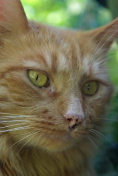 A closeup of a large orange longhair cat with yellow green eyes.