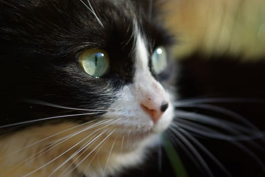 Closeup of a black and white longhair cat with green blue eyes.