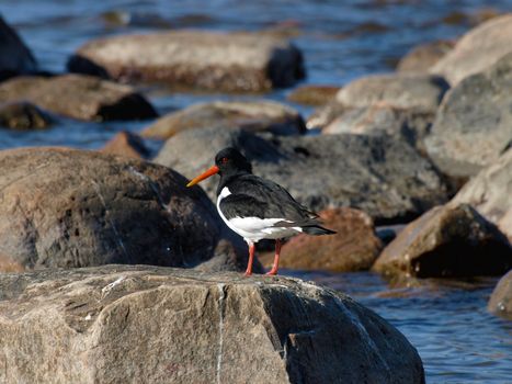  oystercatcher