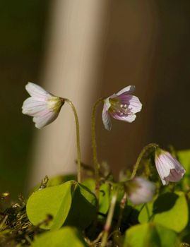 Spring flower