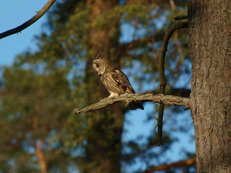 eagle owl