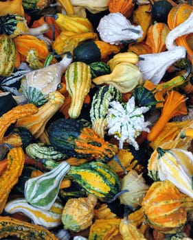 An Autumn display of many type and colors of wing gourds.