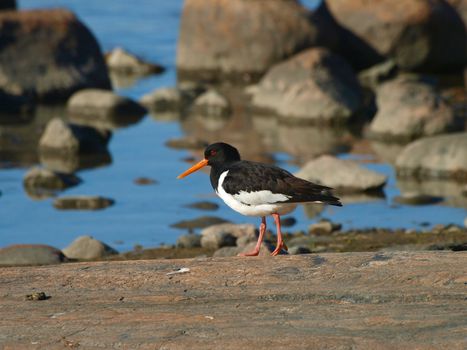  oystercatcher