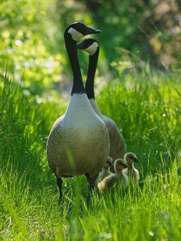 Barnacle Goose 