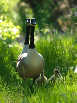 Barnacle Goose 