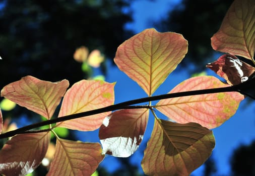 Fall colors starting to show in the Dogwood tree leaves.