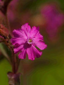 Spring flower