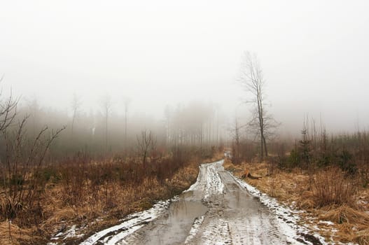 Shot of the forest road and misty day