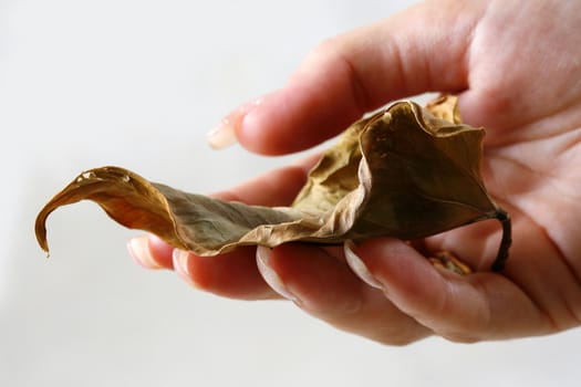 Female hand with the withered sheet