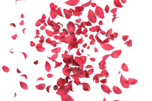 red leaves scattered on a white background.