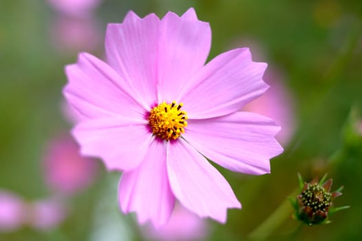 Pink cosmos flower with blurred (defocused) green background.