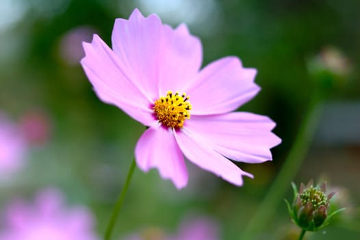 Pink cosmos flower with blurred (defocused) green background.