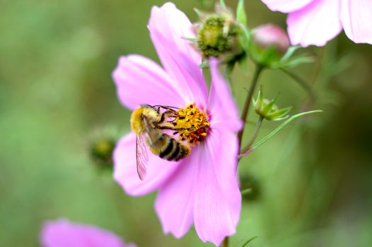 Pink cosmos flower and bee with blurred (defocused) green background.