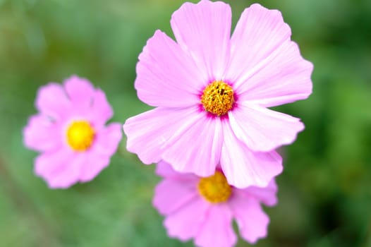 Pink cosmos flower with blurred (defocused) green background.