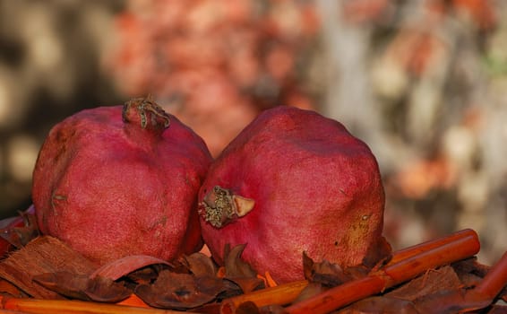 Two dried red pomegranates surrounded with fall colors