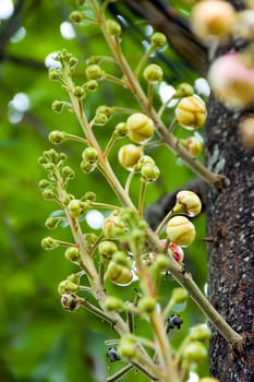 tree growth