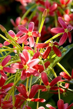 red flowers