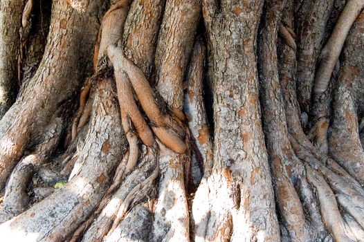 tree roots