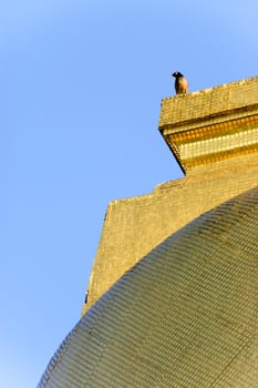 bird at a temple