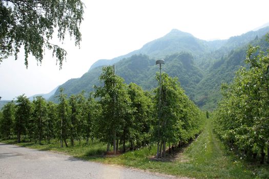 green planting apple close to mountains in alpes