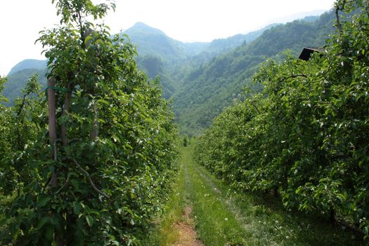 green planting apple close to mountains in alpes