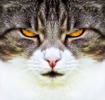 A photography of a cat with orange eyes