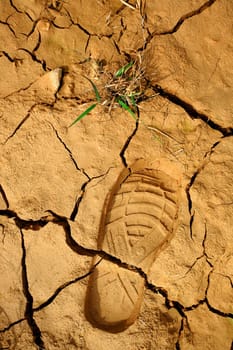 dried land with step print and grass