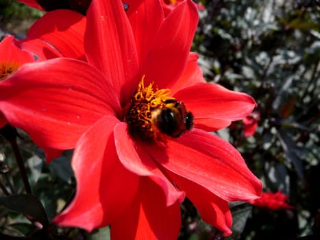 Close up of a bee on a red flower.
.
