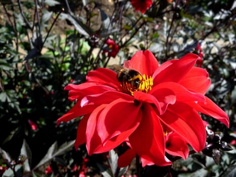 Close up of a bee on a red flower.
.