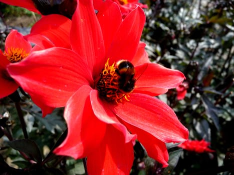 Close up of a bee on a red flower.
.