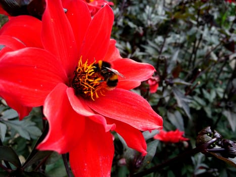 Close up of a bee on a red flower.
.