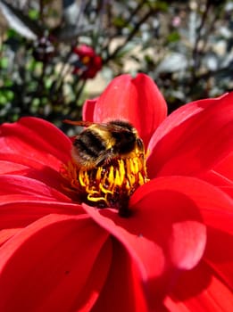 Close up of a bee on a red flower.
.