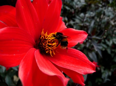 Close up of a bee on a red flower.
.