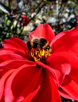 Close up of a bee on a red flower.
.