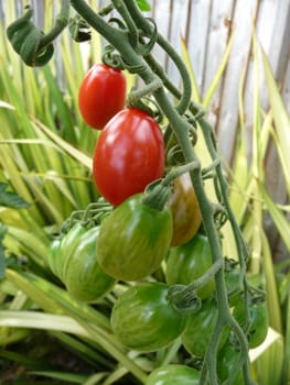 Some red and green floridity Tomatoes growing in a garden. 
.