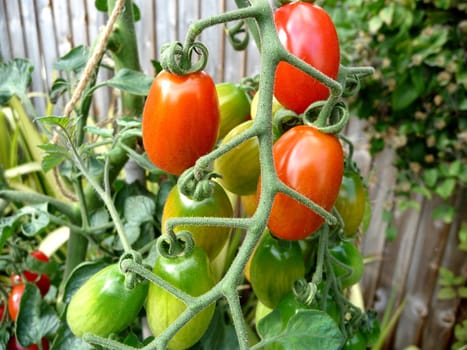 Some red and green floridity Tomatoes growing in a garden. 
.