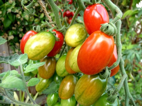 Some red and green floridity Tomatoes growing in a garden. 
.