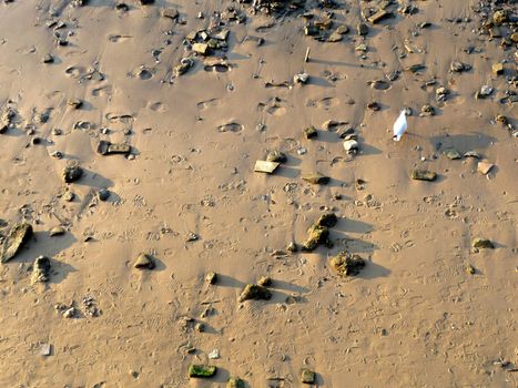 A seagull that is standing on some sand.
.