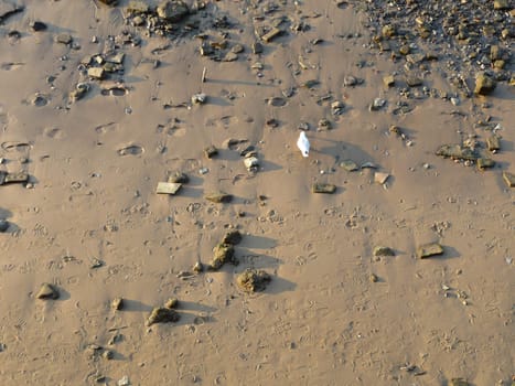 A seagull that is standing on some sand.
.