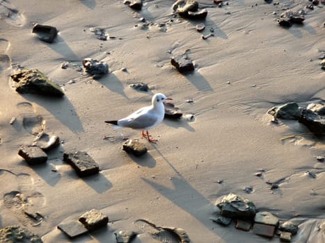 A seagull that is standing on some sand.
.
