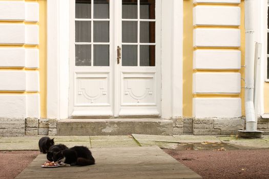 Feeding the palace cats in Garden of Peterhof, Petersburg, Russia.