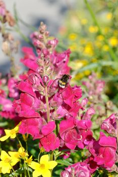 Bumblebee readying for flight from a Snapdragon flower.
