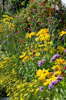 Colourful yellow and violet wild flowers.
