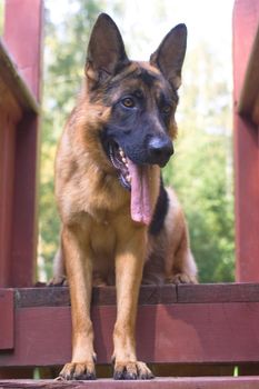 German shepherd on wooden construction
