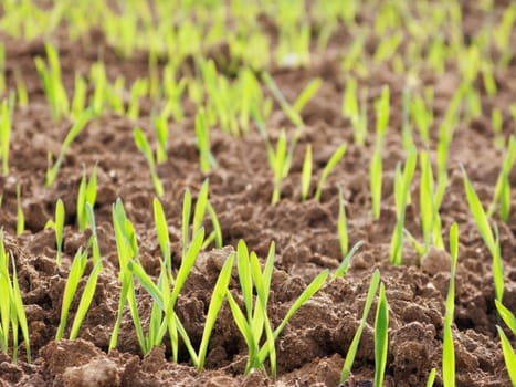 Closeup of young wheat growing at spring