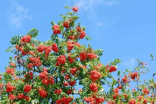 Rowan tree heavy with berries against blue sky with wiffs of clouds.
