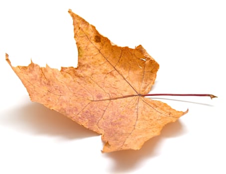 Autumn maple leaf on white background. Isolation, shallow DOF