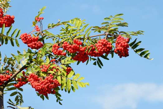 A branch heavy with red Rowan berries against clear blue sky.
