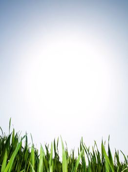 Young wheat growing under bright spring sun