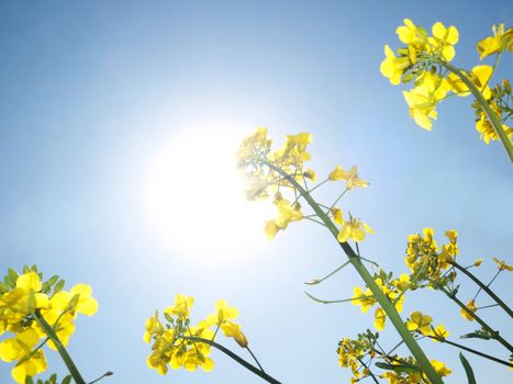 Canola under bright spring sun